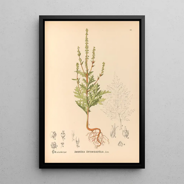 Charles Frederick Millspaugh - Medicinal Plants Pl175.webp