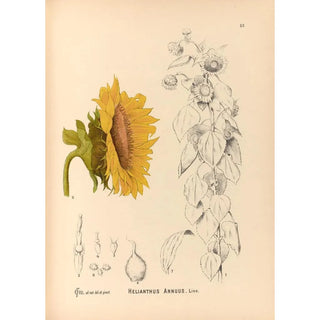 Charles Frederick Millspaugh - Medicinal Plants Pl176.webp