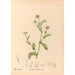 Piante medicinali Pl177 - Charles Frederick Millspaugh — vista dell’opera