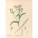 Riproduzione del dipinto Piante medicinali Pl178 - Charles Frederick Millspaugh