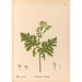 Piante medicinali Pl179 - Charles Frederick Millspaugh — vista dell’opera