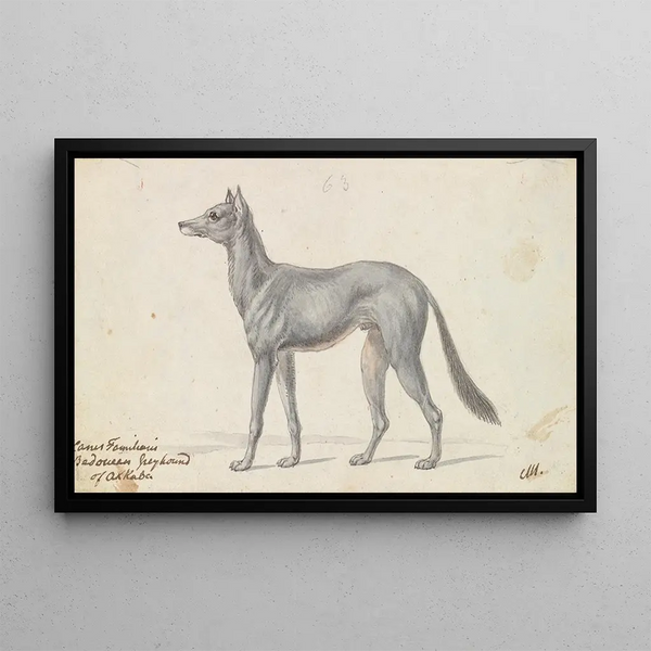 Charles Hamilton Smith - Bedouin Grayhound of Akkaba.webp