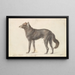 Lupo Nero - Charles Hamilton Smith — quadro incorniciato alla parete