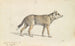 Coyote del Messico - Charles Hamilton Smith — vista dell’opera