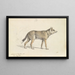 Coyote del Messico - Charles Hamilton Smith — quadro incorniciato alla parete
