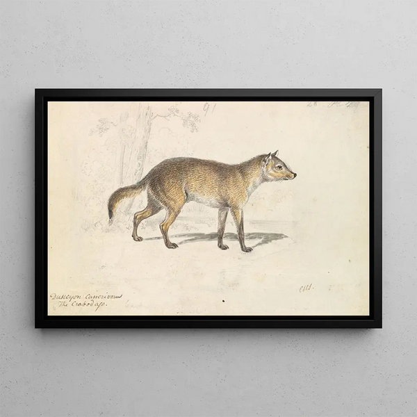 Charles Hamilton Smith - Crabodago Aguara Fox.webp