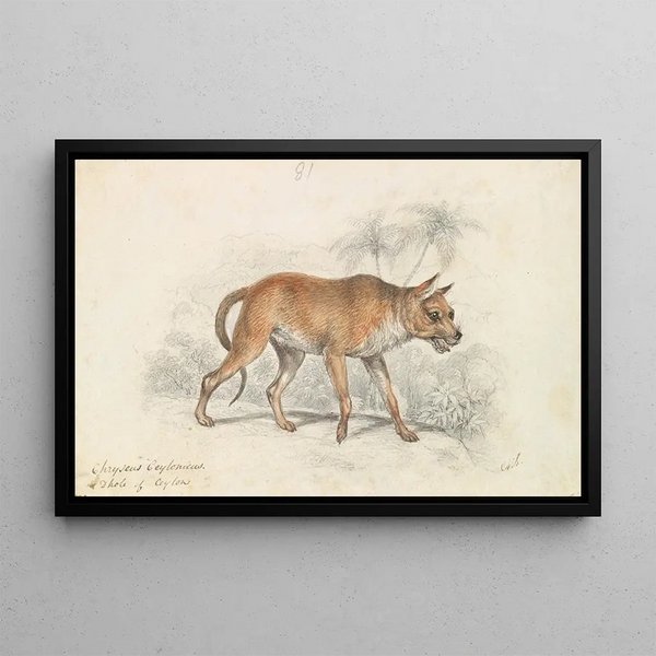 Charles Hamilton Smith - Dhole of Ceylon.webp
