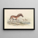 Hippotigris Quacha - Charles Hamilton Smith — quadro incorniciato alla parete