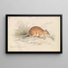 Rat épineux à longue queue - Charles Hamilton Smith — quadro incorniciato alla parete