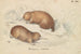 Echidné à long bec - Charles Hamilton Smith — vista dell’opera