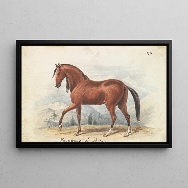 Charles Hamilton Smith - Peruvian Paso.webp
