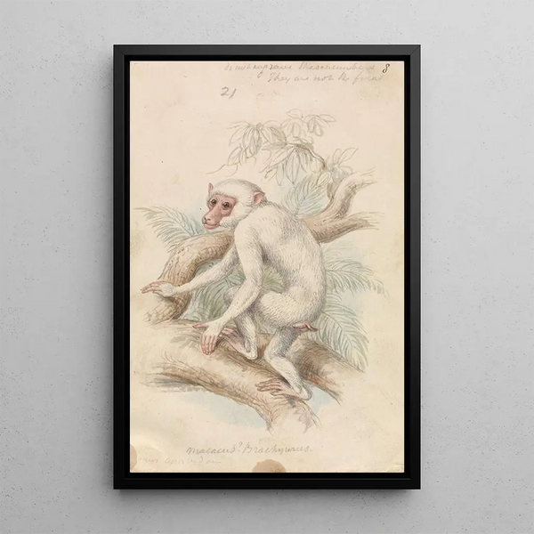 Charles Hamilton Smith - Stumptailed Macaque.webp