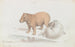 Le Capybara - Charles Hamilton Smith — vista dell’opera
