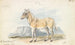 Le Quagga Isabella - Charles Hamilton Smith — vista dell’opera