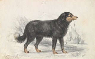 Charles Hamilton Smith - The Newfoundland Dog Original Breed.webp