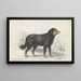 Il cane Terre-Neuve, razza originale - Charles Hamilton Smith — quadro incorniciato alla parete