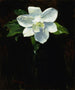 Magnolia - Charles Walter Stetson — vista dell’opera