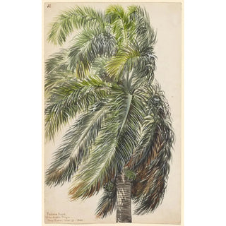 Charles de Wolf Brownell - Palma Real.webp