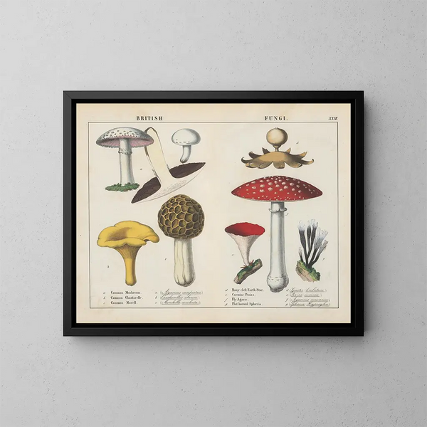 Fungi britannici - Charlotte Mary Yonge — quadro incorniciato alla parete