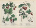 Frutta - Charlotte Mary Yonge — vista dell’opera