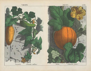 Charlotte Mary Yonge - Fruits Cucumber Melon.webp