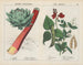 Verdure e radici di cucina: carciofo, rabarbaro, piselli - Charlotte Mary Yonge — vista dell’opera