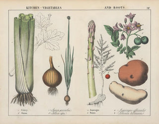 Charlotte Mary Yonge - Kitchen vegetables and roots Celery Onion Asparagus Potato.webp