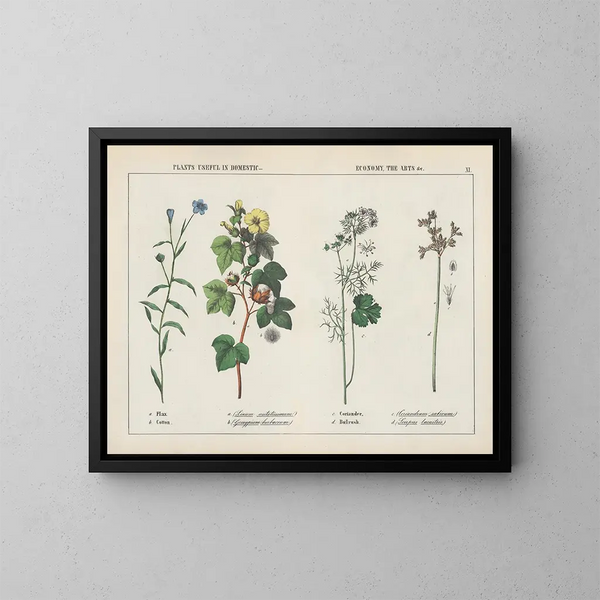 Piante utili in economia domestica: le arti, lino, cotone, coriandolo, cannuccia - Charlotte Mary Yonge — quadro incorniciato alla parete