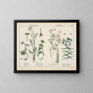 Charlotte Mary Yonge - Poisonous Plants Bryony Waterdropwort Caper Spurge.webp