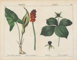 Charlotte Mary Yonge - Poisonous Plants Lords  Ladies Herb Paris.webp
