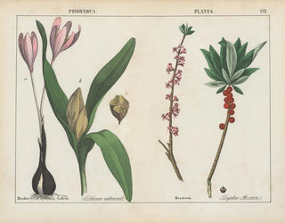 Charlotte Mary Yonge - Poisonous Plants Meadow Saffron Mezereon.webp