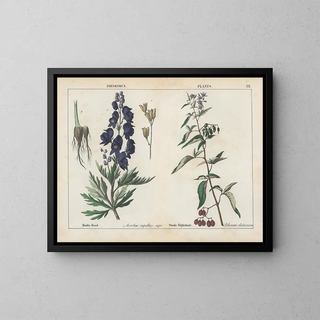 Charlotte Mary Yonge - Poisonous Plants MonksHood Woody Nightshade.webp