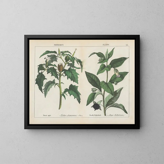 Charlotte Mary Yonge - Poisonous Plants Thorn apple Deadly Nightshade.webp