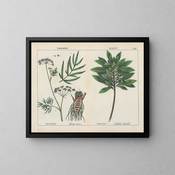 Piante tossiche: cicuta, euforbia lauro - Charlotte Mary Yonge — quadro incorniciato alla parete