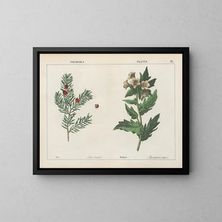 Charlotte Mary Yonge - Poisonous Plants Yew Henbane.webp