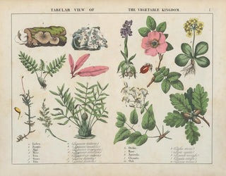 Charlotte Mary Yonge - Tabular view of the vegetable kingdom.webp