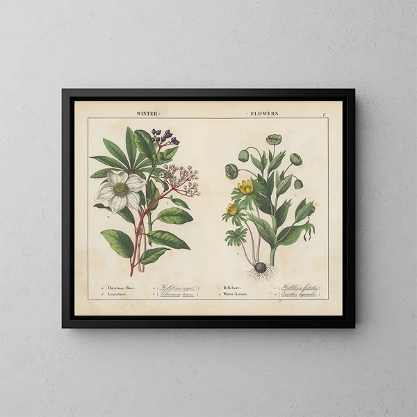 Fleurs d'hiver - Charlotte Mary Yonge — quadro incorniciato alla parete