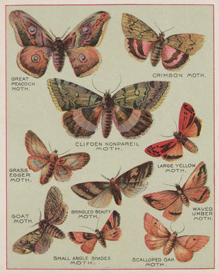 Chase Sanborn - Butterflies of America Pl6.webp