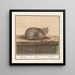 Chat Felis catus - Anselmus Botius de Boodt — quadro incorniciato alla parete