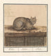 Chat Felis catus - Anselmus Botius de Boodt — vista dell’opera