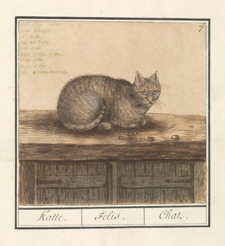 Chat Felis catus - Anselmus Botius de Boodt