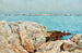 Île aux Canards - Childe Hassam — vista dell’opera