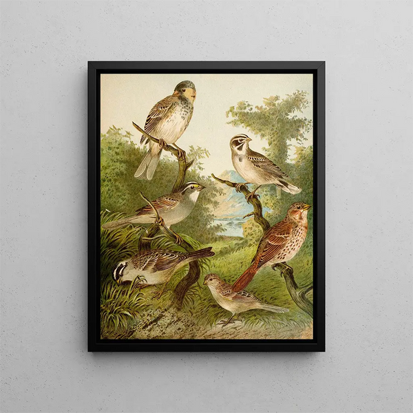 Le monde des oiseaux d'Amérique du Nord pl25 - Christian Anton Goering — quadro incorniciato alla parete