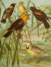 Le monde des oiseaux d'Amérique du Nord pl30 - Christian Anton Goering — vista dell’opera