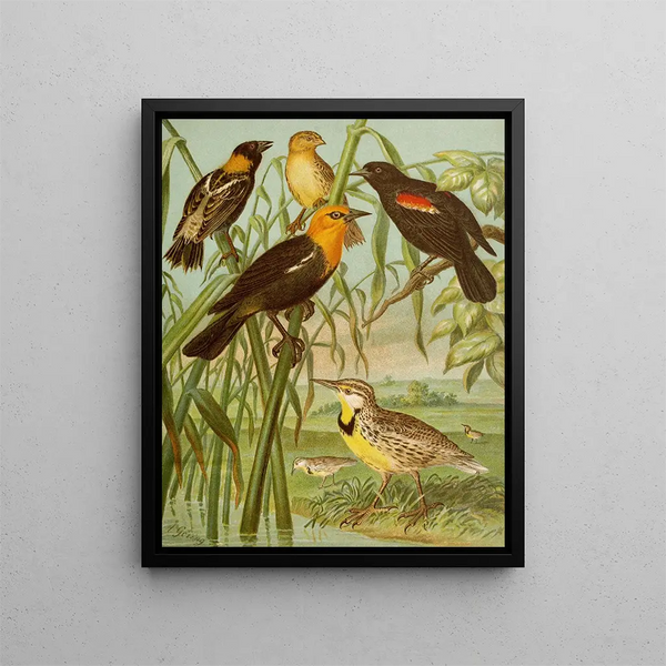 Le monde des oiseaux d'Amérique du Nord pl30 - Christian Anton Goering — quadro incorniciato alla parete