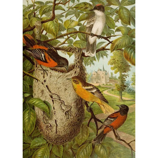 Christian Anton Goering - Die Nordamerikanische Vogelwelt pl33.webp