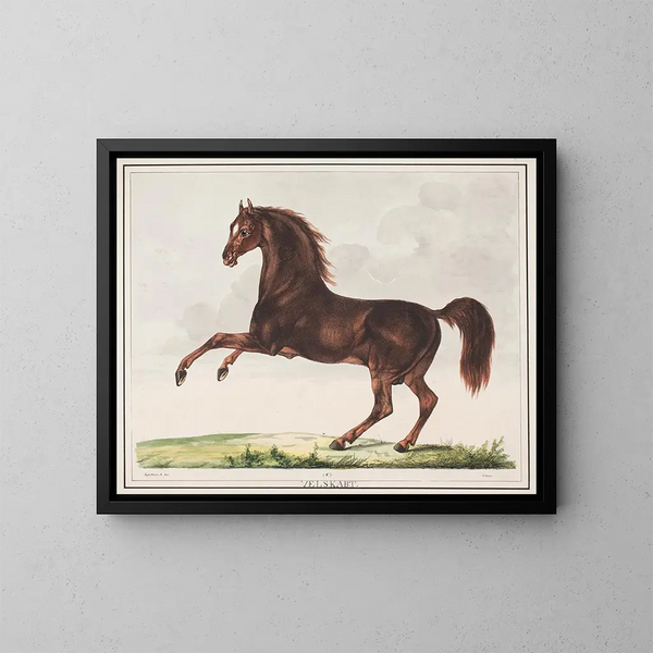 Il cavallo ben formato - Christian David Gebauer — quadro incorniciato alla parete