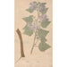 Riproduzione del dipinto Ectypa vegetabilium Pl001 - Christian Gottlieb Ludwig