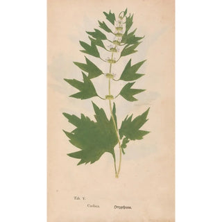 Christian Gottlieb Ludwig - Ectypa vegetabilium Pl005.webp