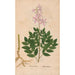 Riproduzione del dipinto Ectypa vegetabilium Pl010 - Christian Gottlieb Ludwig